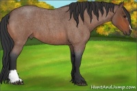 Horse Color:Bay Roan
