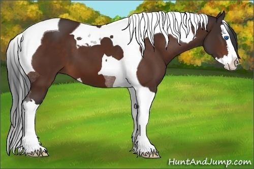 Horse Color:Bay Splash Tobiano