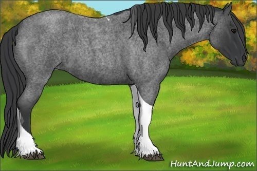 Horse Color:Blue Roan Tobiano 