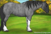 Horse Color:Blue Roan Tobiano 