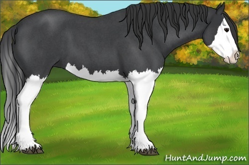 Horse Color:Blue Roan Splash