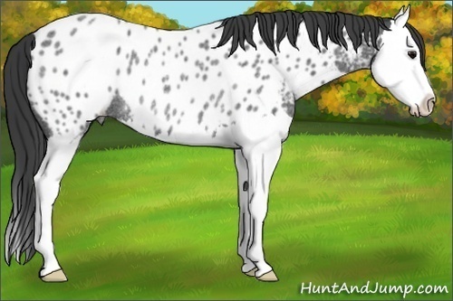 Horse Color:Blue Roan Sabino Splash Near Leopard Rabicano