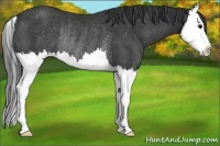 Horse Color:Black Sabino Splash Rabicano 