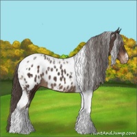 Horse Color:Liver Chestnut Tobiano Appaloosa