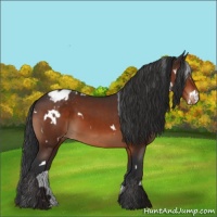 Horse Color:White Spotted Brown Appaloosa 