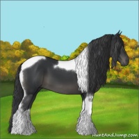 Horse Color:Black Tobiano