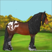 Horse Color:Brown Appaloosa