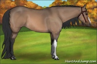 Horse Color:Bay Dun 