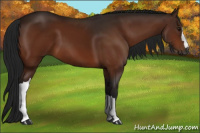 Horse Color:Gray Bay 