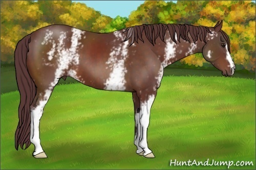Horse Color:White Spotted Chocolate Brown 