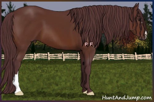 Horse Color:Chocolate Brown