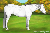 Horse Color:White Spotted Black Appaloosa 