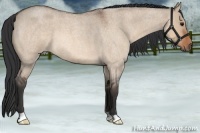 Horse Color:Bay Roan Dun 