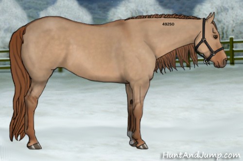 Horse Color:Red Dun 