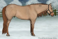 Horse Color:Red Dun 