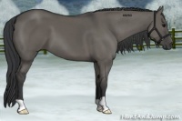 Horse Color:Grullo 
