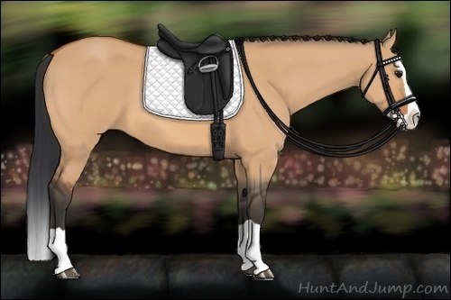 Horse Color:Bay Dun Splash 