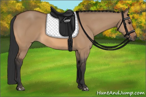 Horse Color:Bay Dun 
