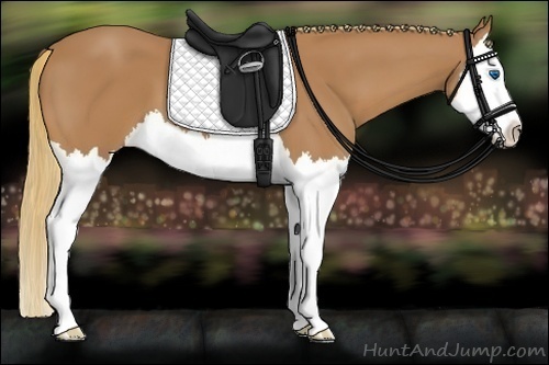 Horse Color:Chestnut Splash