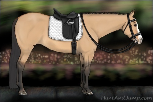 Horse Color:Bay Dun Splash 