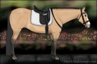 Horse Color:Bay Dun Splash 