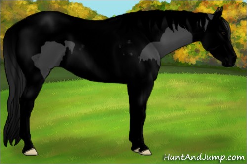 Horse Color:Void Black Splash Tobiano 