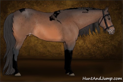 Horse Color:Void Bay Tobiano Appaloosa Rabicano 