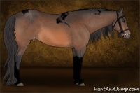 Horse Color:Void Bay Tobiano Varnish Rabicano