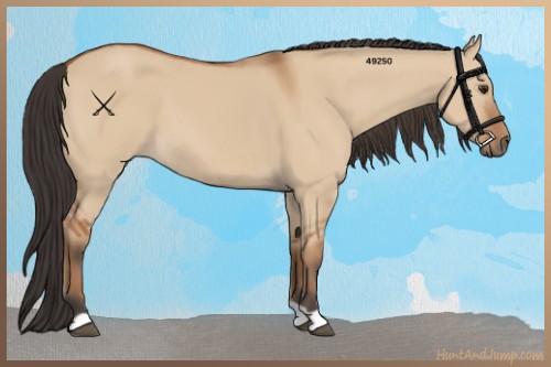 Horse Color:Bay Dun