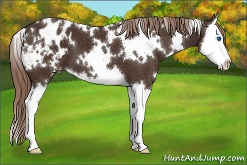Horse Color:White Spotted Liver Chestnut Sabino Splash Blanket