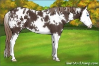 Horse Color:White Spotted Liver Chestnut Sabino Splash Appaloosa 