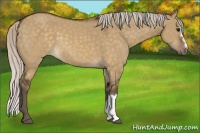 Horse Color:Silver Buckskin Dun