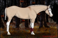Horse Color:Silver Bay Dun Sabino Splash 
