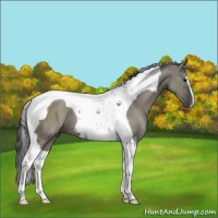 Horse Color:Grullo Tobiano 