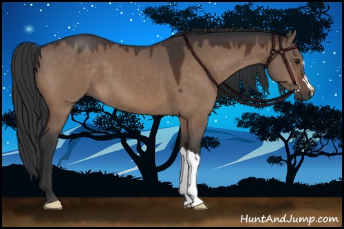 Horse Color:Brown Dun