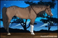 Horse Color:Brown Dun 