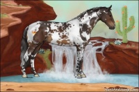 Horse Color:White Spotted Buckskin Tobiano 