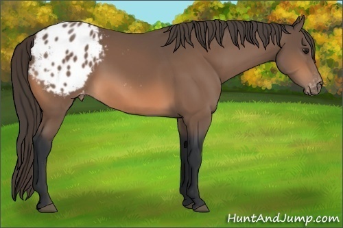 Horse Color:Bay Sabino Appaloosa