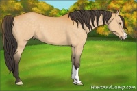 Horse Color:Buckskin 