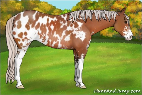Horse Color:Silver Brown Sabino Blanket