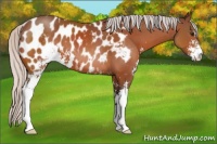 Horse Color:Silver Brown Sabino Appaloosa