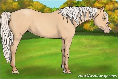 Horse Color:Silver Amber Champagne Roan 