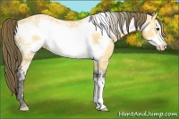 Horse Color:Buckskin Ice Frame Varnish