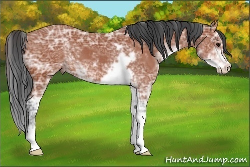 Horse Color:Bay Ice Sabino 
