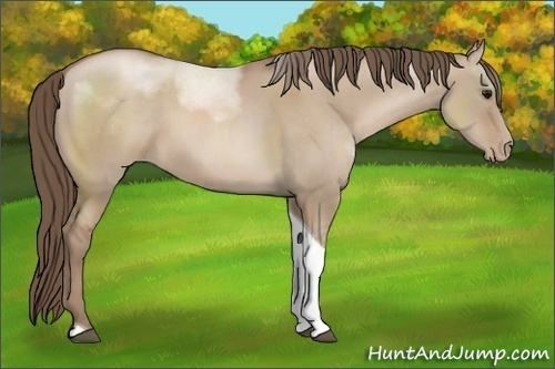 Horse Color:Grullo Pearl Sabino Tobiano Rabicano 