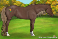Horse Color:Liver Red Roan 
