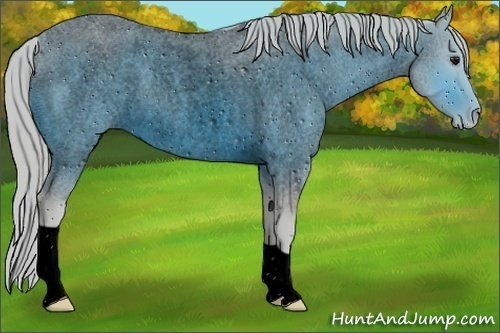 Horse Color:ERROR: UNKNOWN ANOMALY