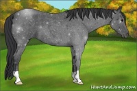 Horse Color:Blue Roan 
