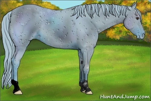 Horse Color:ERROR: UNKNOWN ANOMALY