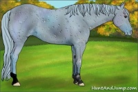 Horse Color:ERROR: UNKNOWN ANOMALY